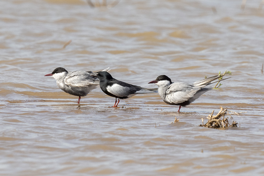 Whiskered Tern